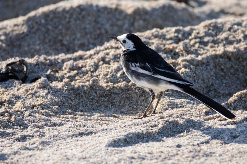 Bergeronnette de Yarrell